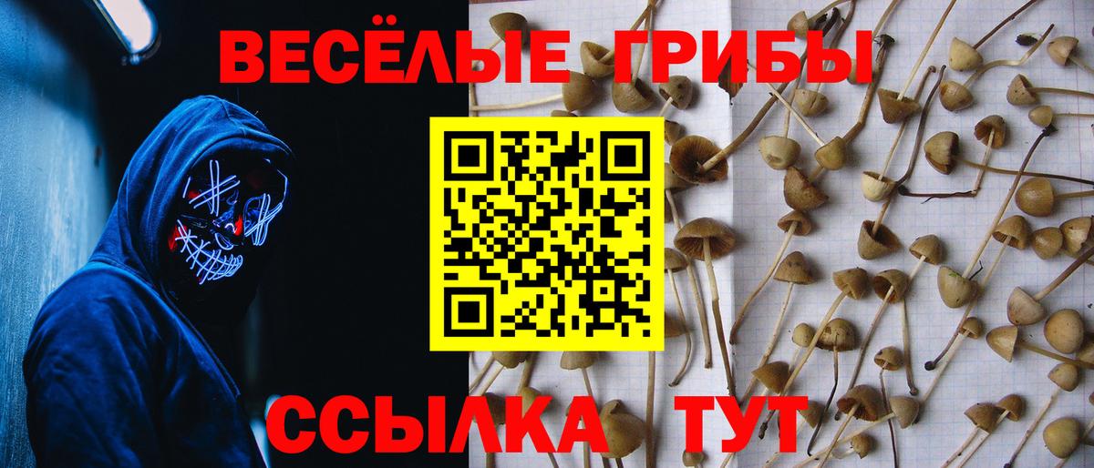 Псилоцибиновые грибы Psilocybe Еманжелинск